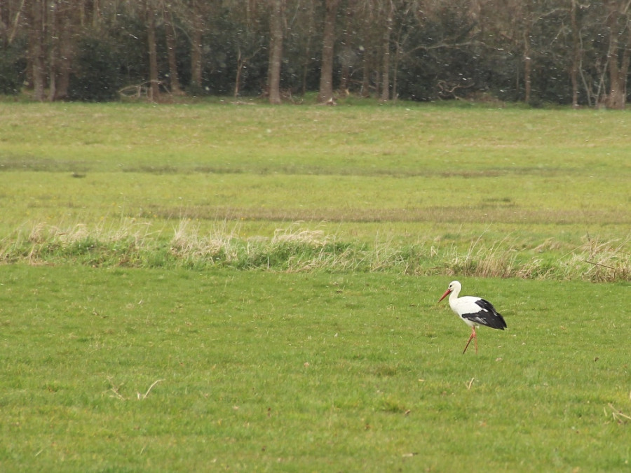 Dieren spotten in Drenthe Dieren spotten in Drenthe