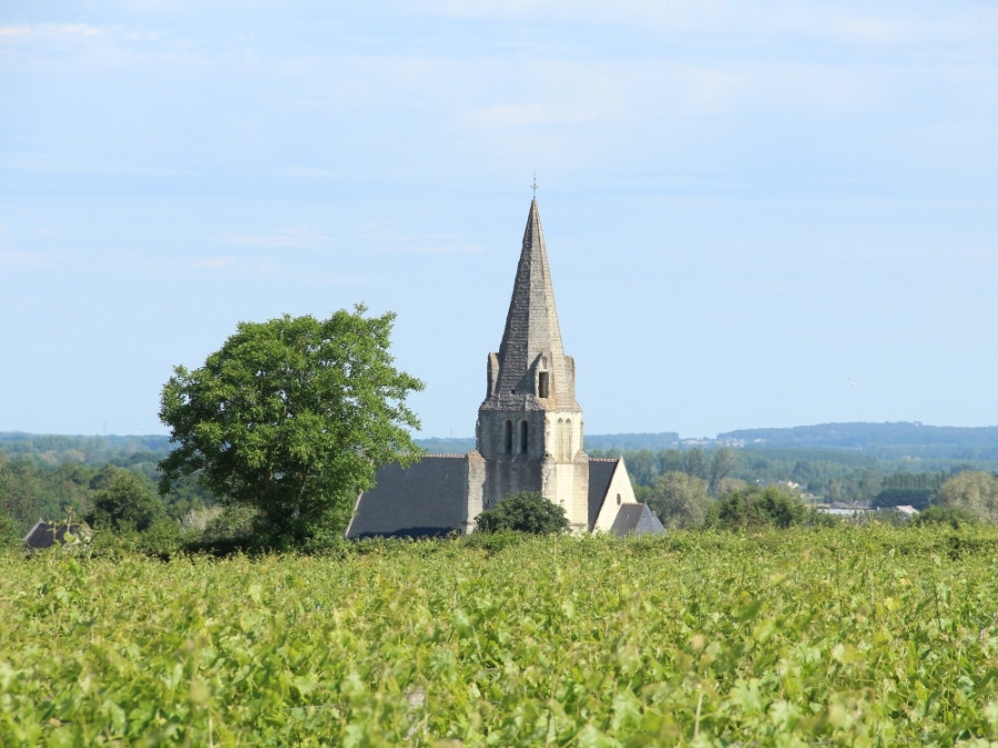 Wijngaarden in de Loire