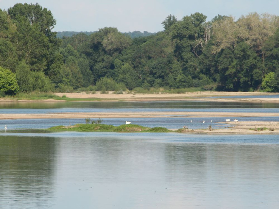 Vogels op de zandbanken Vogels op de zandbanken