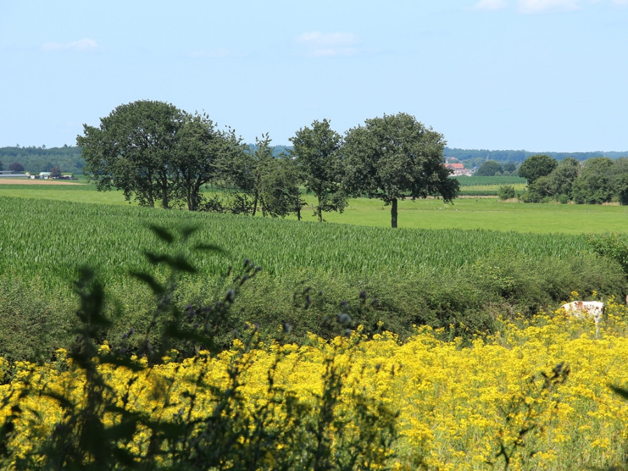 Natuur bij Nijmegen Natuur bij Nijmegen