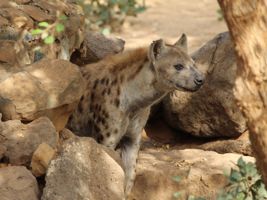 Bandia hyena