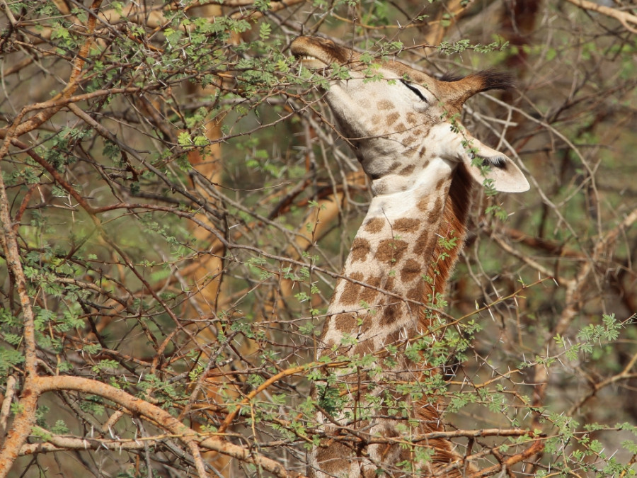 Giraf in Bandia