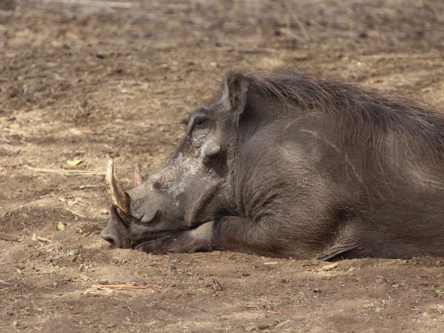 Pumba Pumba
