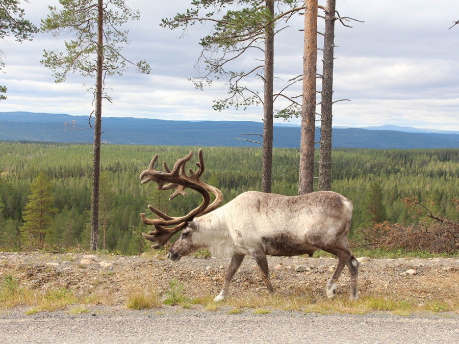 Dalarna Dalarna