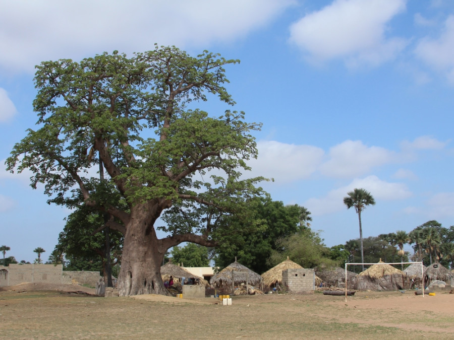 Baobab Senegal