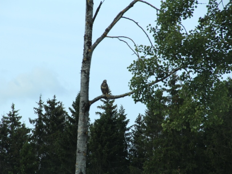 Roofvogel Roofvogel