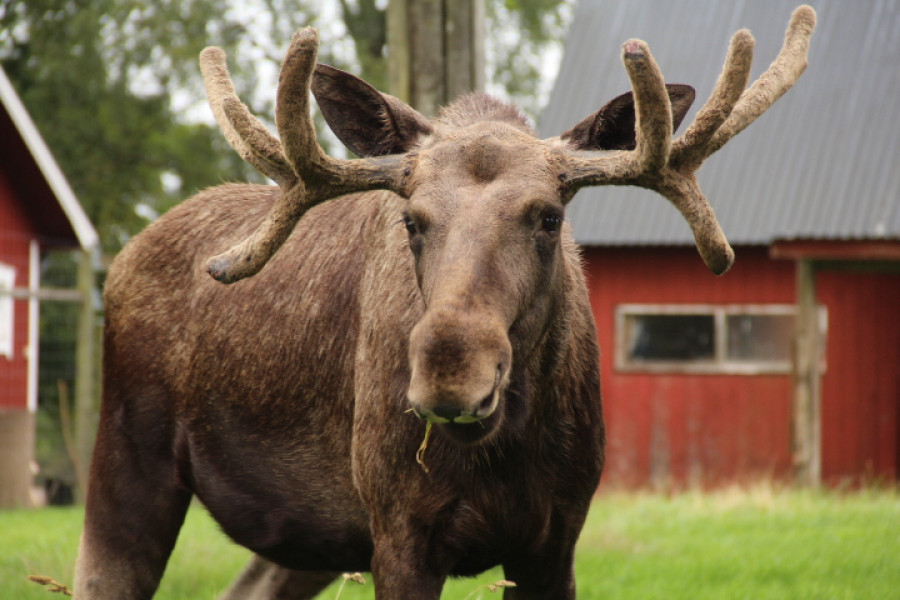 Europese eland Europese eland