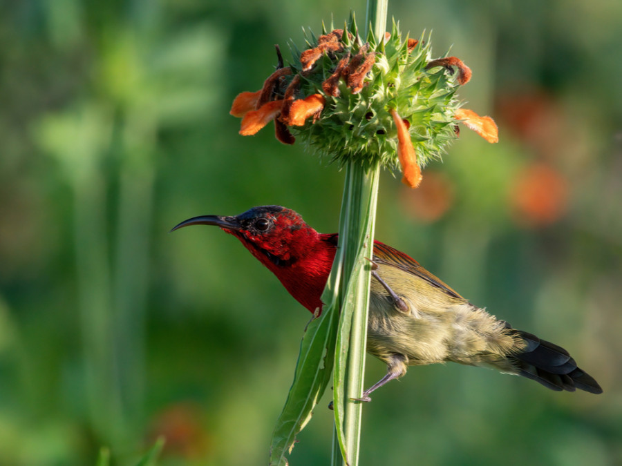Crimson sunbird Crimson sunbird