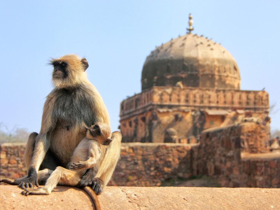 Fort Ranthambore Fort Ranthambore