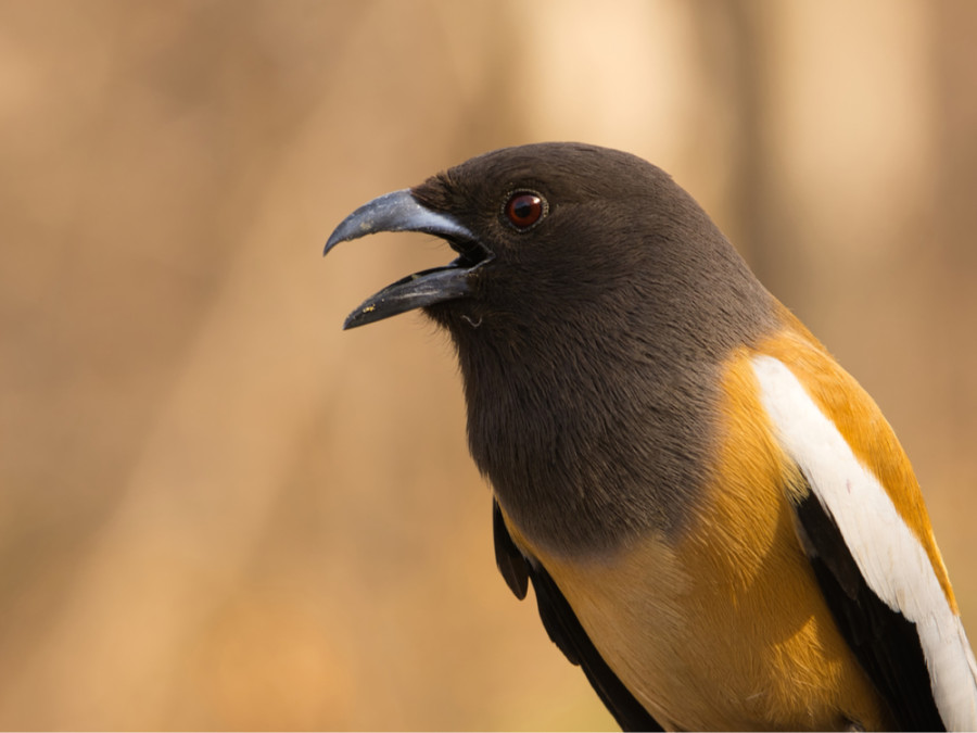 Ranthambore Ranthambore