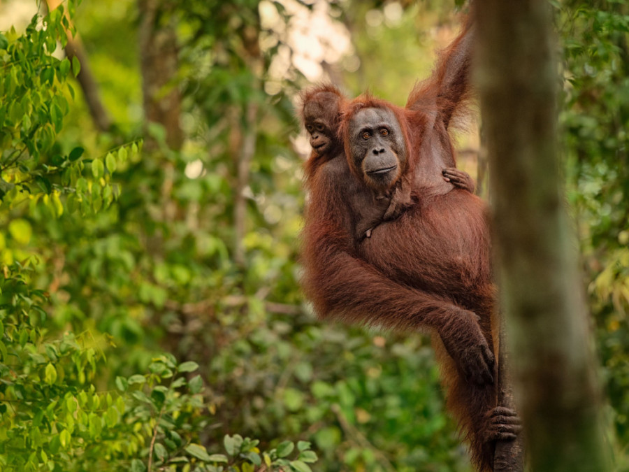 Borneo Borneo