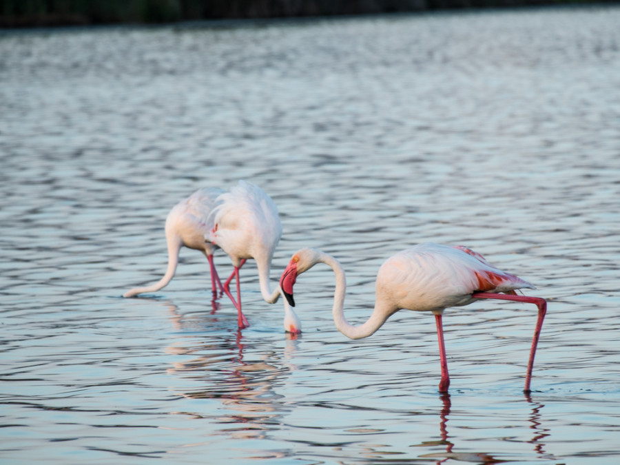 Flamingo's op Sardinie