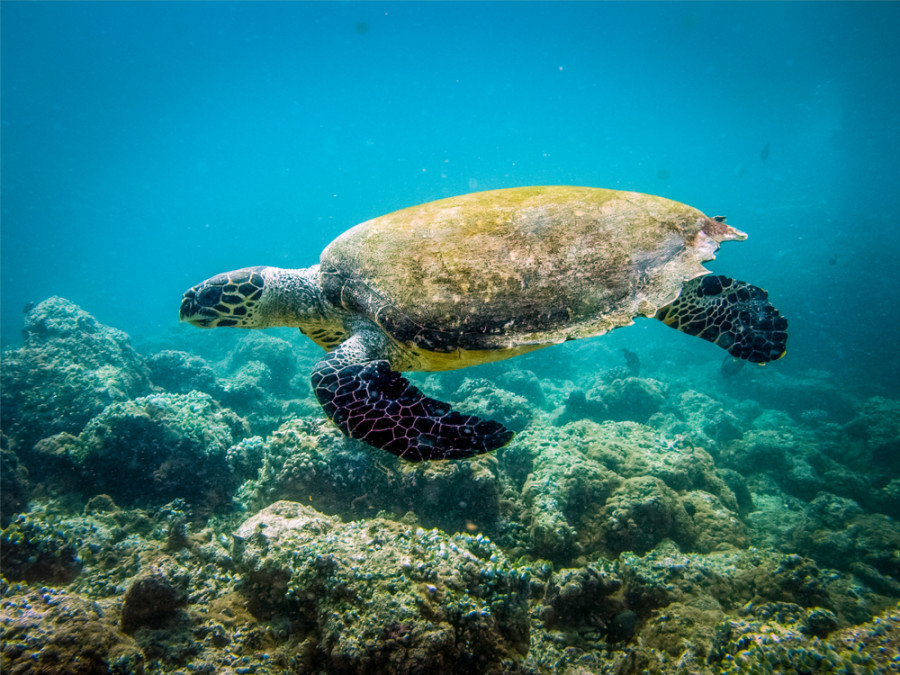 Zeeschildpad Kaapverdische Eilanden Zeeschildpad Kaapverdische Eilanden