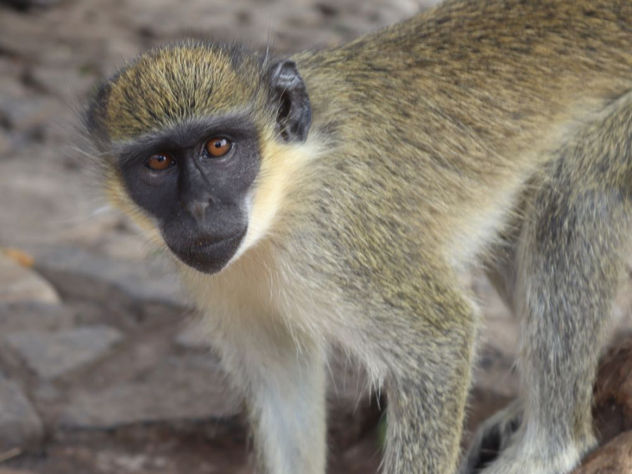 groene meerkatten groene meerkatten