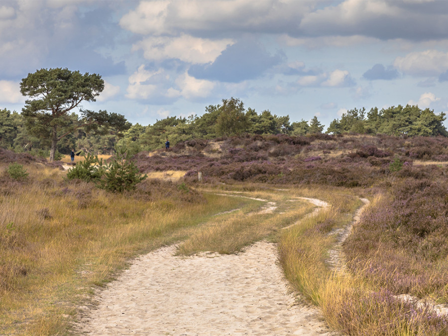 Kalmthoutse Heide Kalmthoutse Heide