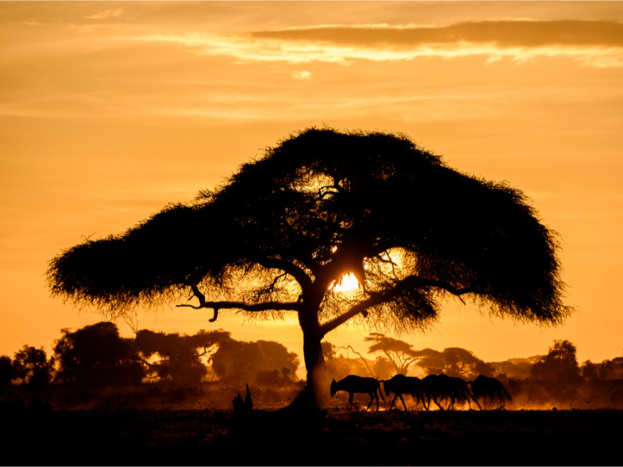 Gnoes bij zonsondergang Gnoes bij zonsondergang