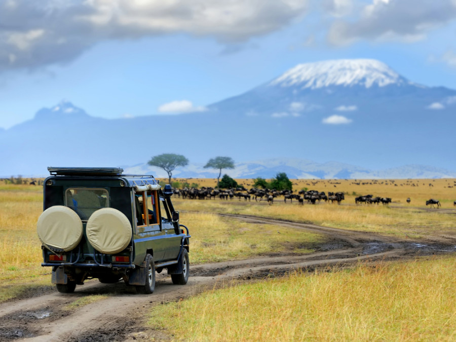 Safari Safari