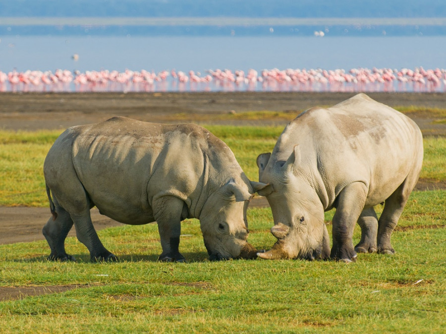 Nakurumeer Nakurumeer