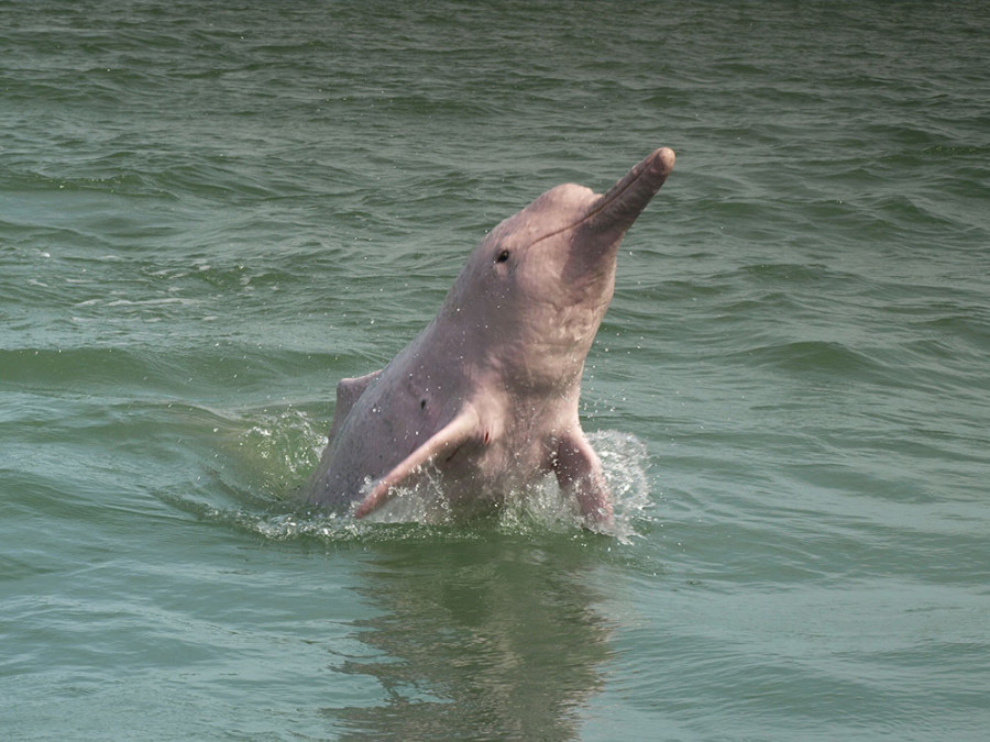 Roze dolfijnen bij Khanom