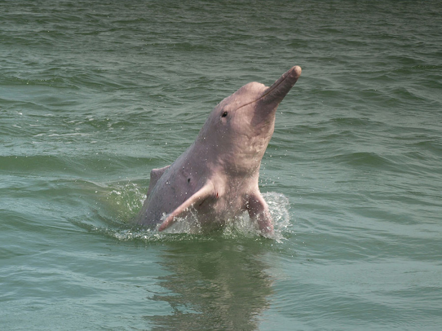Roze dolfijnen bij Khanom Roze dolfijnen bij Khanom