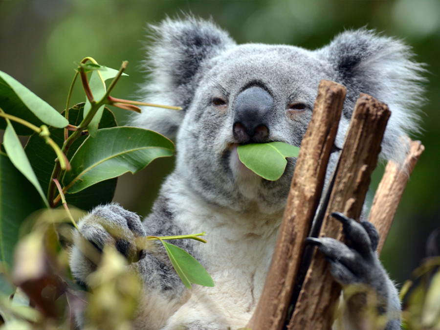 Koala eucalyptus Koala eucalyptus