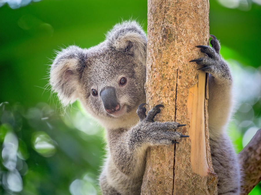 Koala klauwen