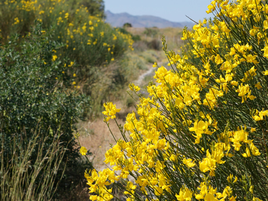 Kos flora Kos flora