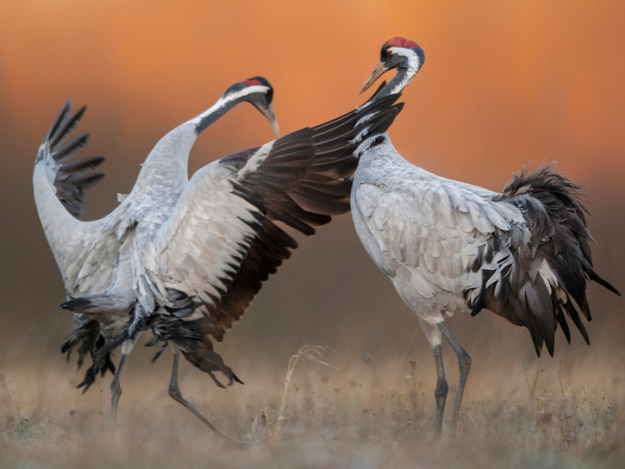 Kraanvogels in Nederland Kraanvogels in Nederland