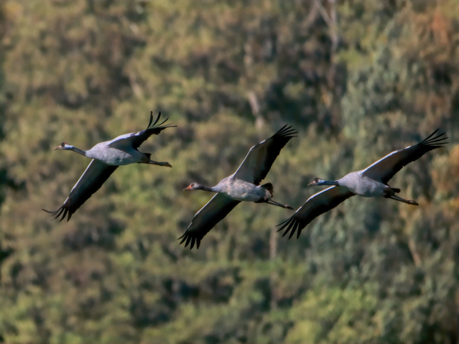 Kraanvogels in het wild Kraanvogels in het wild