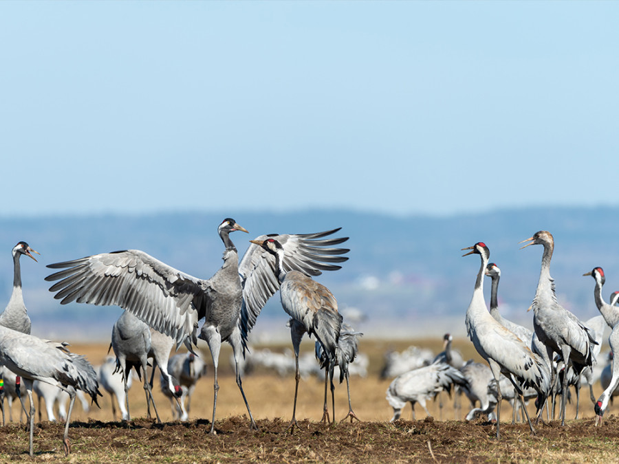 Kraanvogels Zweden Kraanvogels Zweden