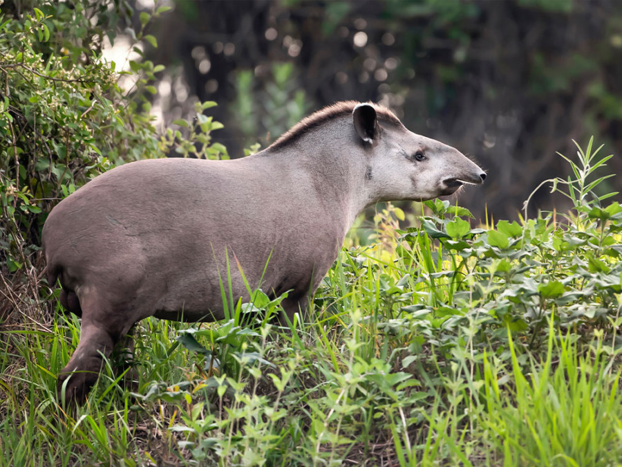 Laaglandtapir Laaglandtapir