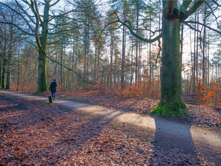 Wandelen in Lage Vuursche Wandelen in Lage Vuursche