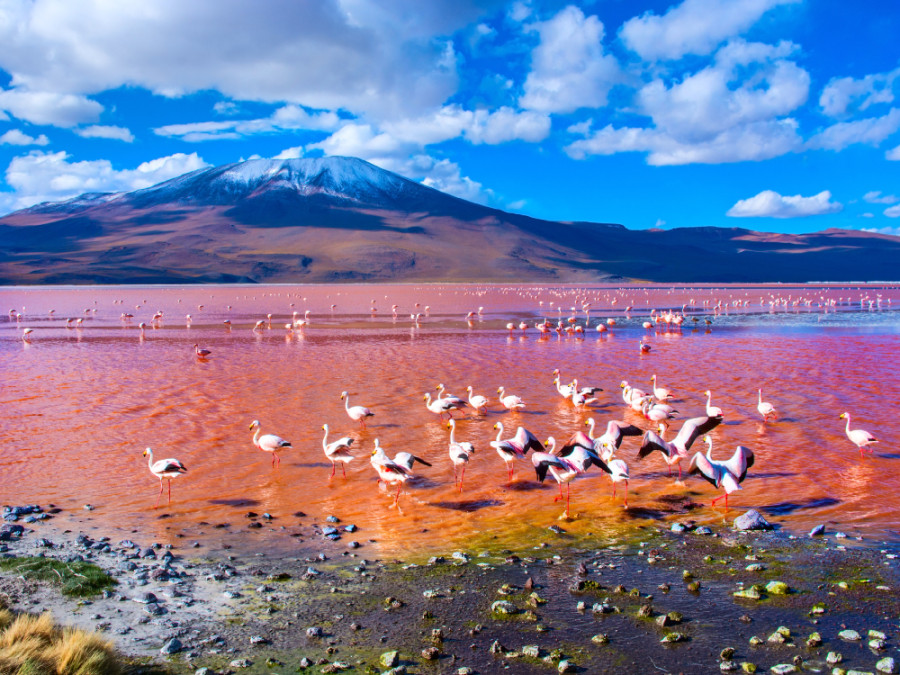 Laguna Colorada Bolivia Laguna Colorada Bolivia