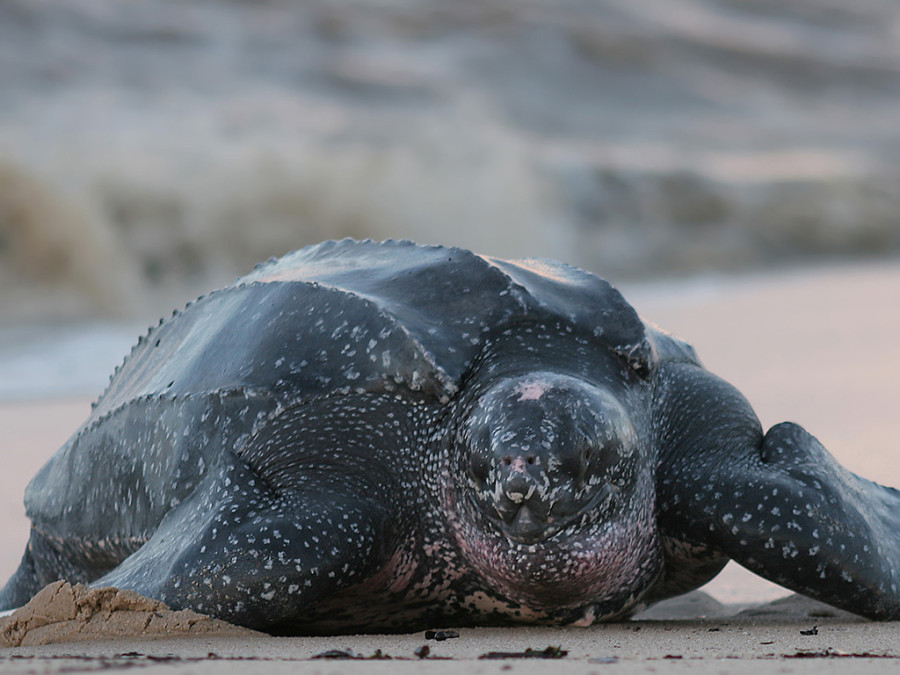 Leatherback sea turtle