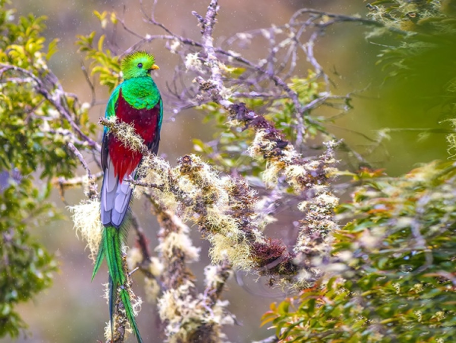 Quetzal Panama Quetzal Panama