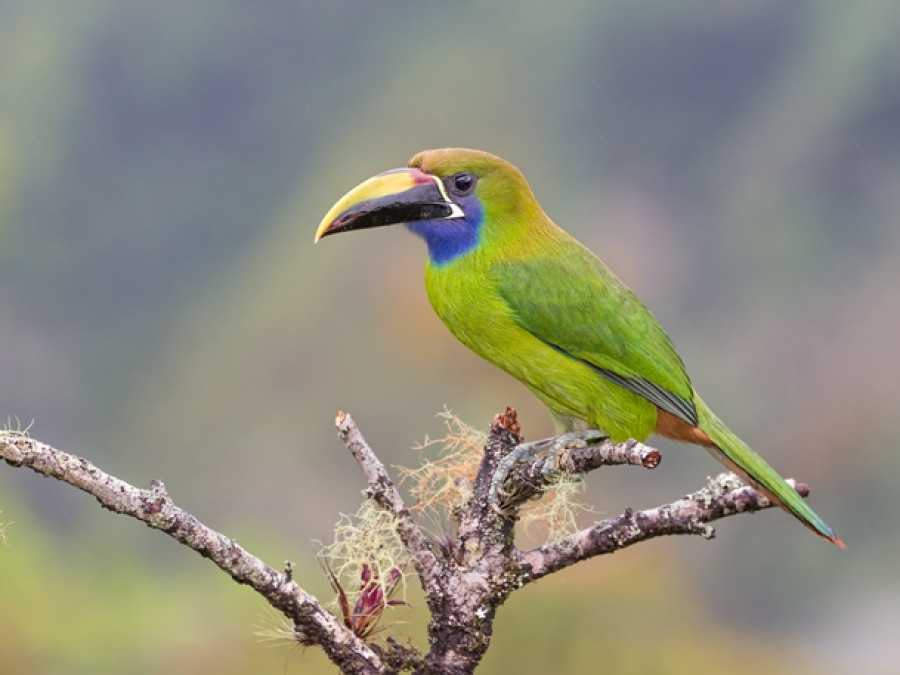 Natuur Costa Rica