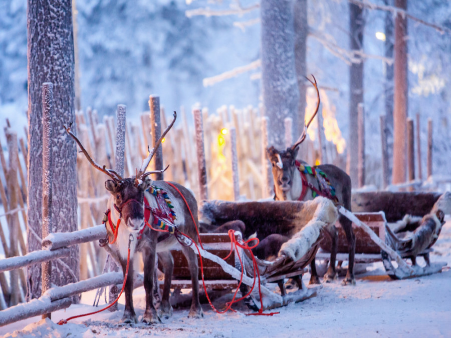 natuurreis lapland natuurreis lapland