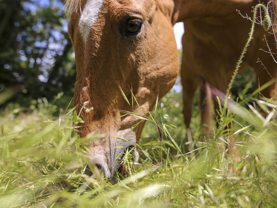 Te paard door Umbrië Te paard door Umbrië