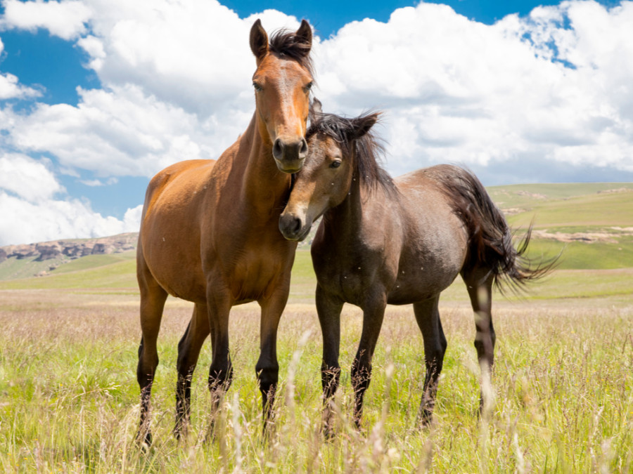 Paarden Paarden
