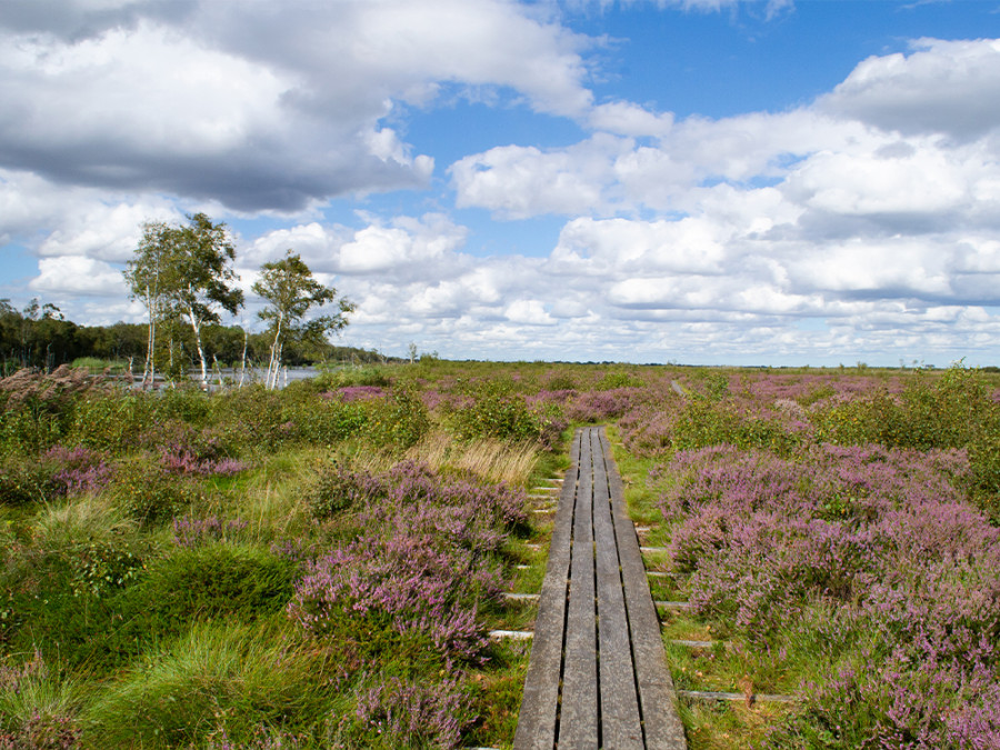 Wandelen Lille Vildmose Wandelen Lille Vildmose