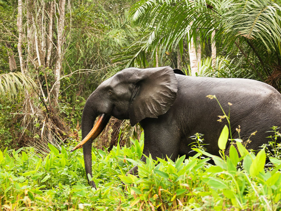Natuur in Gabon Natuur in Gabon