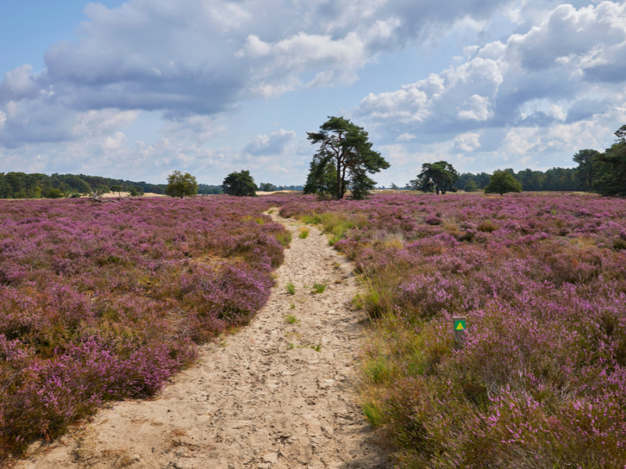 Natuur Loonse en Drunense Duinen Natuur Loonse en Drunense Duinen