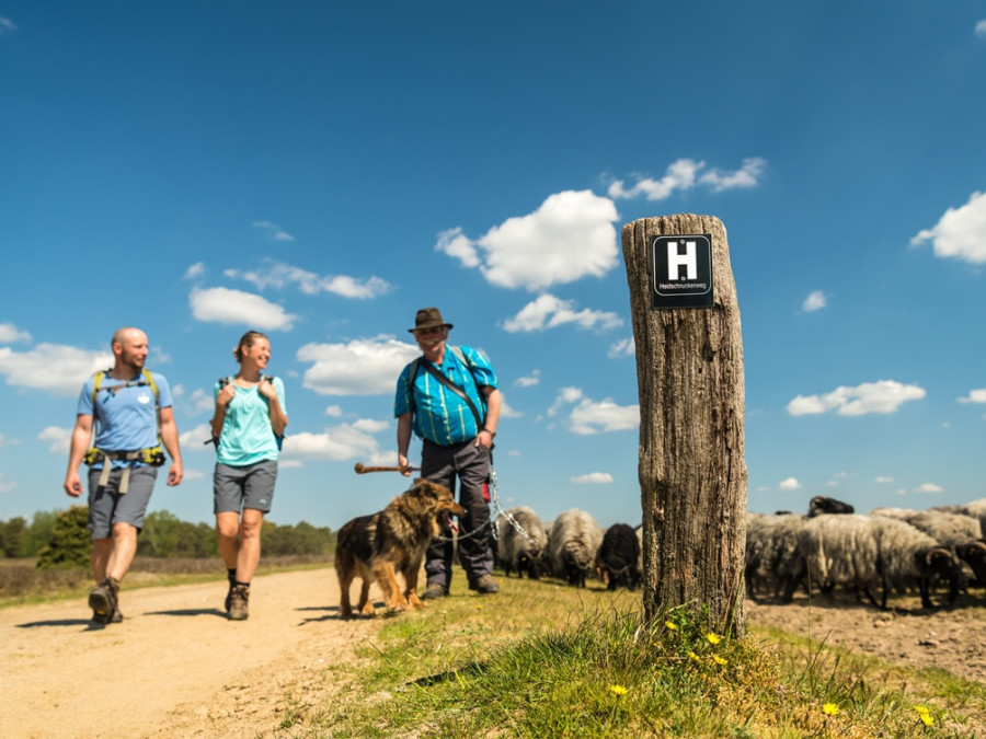 Herder met Heidschnucken Herder met Heidschnucken