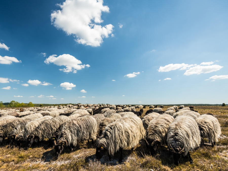 Heidschnucken Heidschnucken