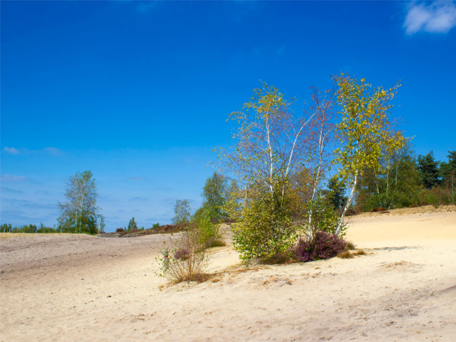 Maasduinen landschap Maasduinen landschap