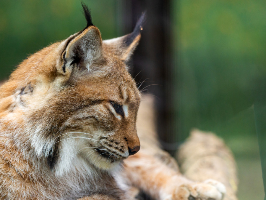 Lynx Lynx