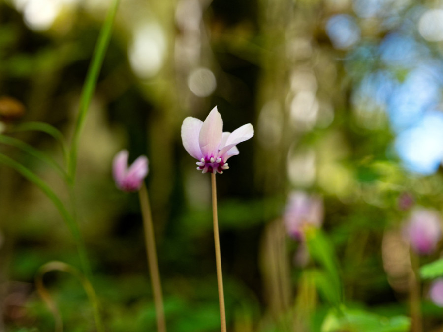 cyclamen cyclamen