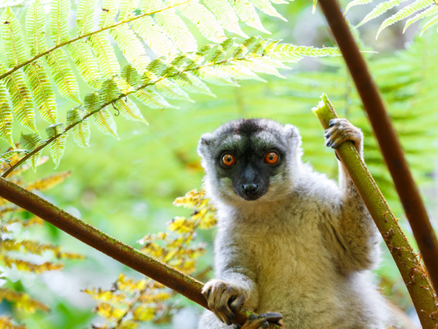 Indri indri Indri indri