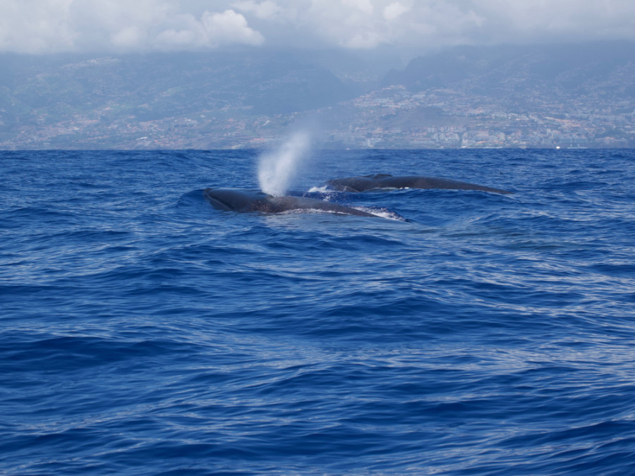 Walvis voor de kust van Madeira