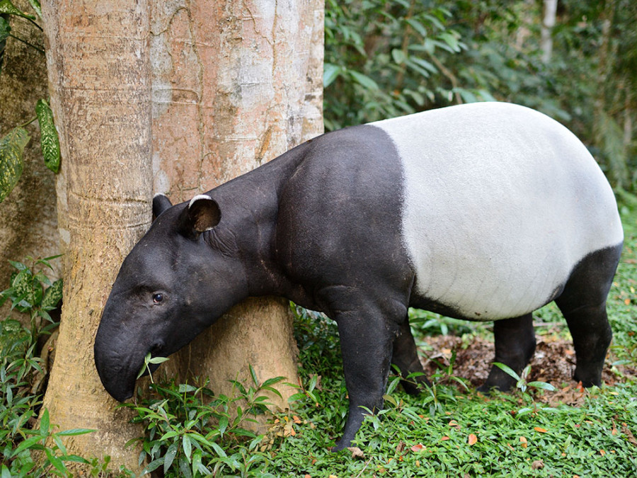 Tapir soorten Tapir soorten
